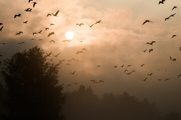 Flying birds against the setting sun - Barycz Valley. Birds in the air, freedom and independence