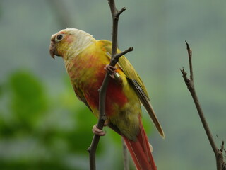 red and yellow macaw