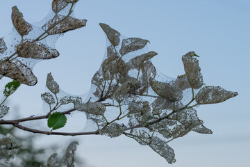 Photos are made in the style of minimalism, impressionism and art