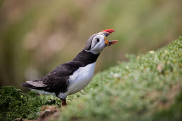 puffin standing on a rock cliff . fratercula arctica