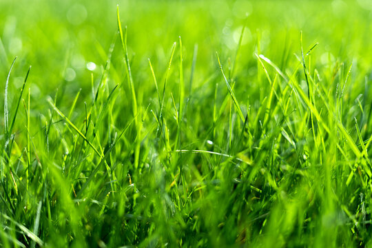 Juicy lush green grass on meadow with drops of water dew in morning light. Beautiful artistic image of purity and freshness of nature, copy space. Shallow depth of field.