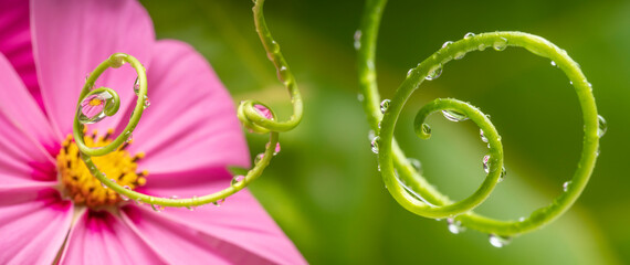 flower and dew drops - macro photo