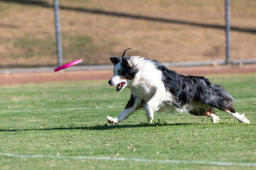 Blue Merle and White Australian Sheperd about to catch a disc