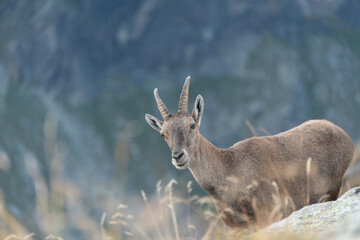 a female ibex passing seemingly fearlessly by the camera