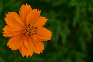 Big orange flower cin the garden lose up