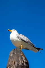 gull sitting on a pillar under blue sky