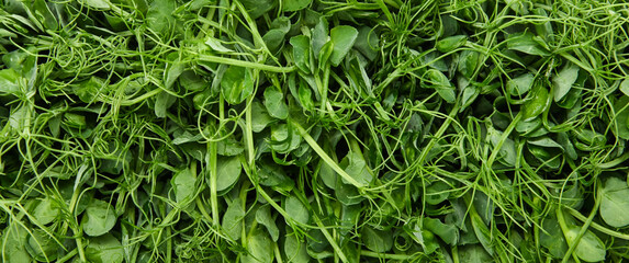 Green peas microgreens background