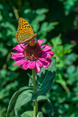 Beautiful flowers growing around us in gardens and parks