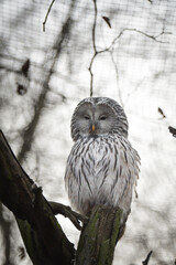 Zoos portrait of owl who is sittig on stick. They are amazing animal. And they are looking so good.