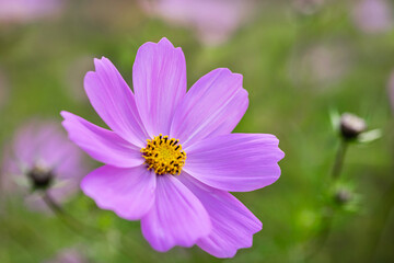 Obraz premium flower pink cosmos on a background of green grass