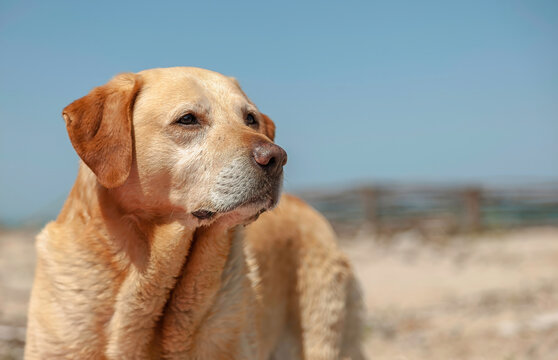San Benadetto Del Tronto, Italy, May,18,2014 Golden labrador posing for a picture at the beach