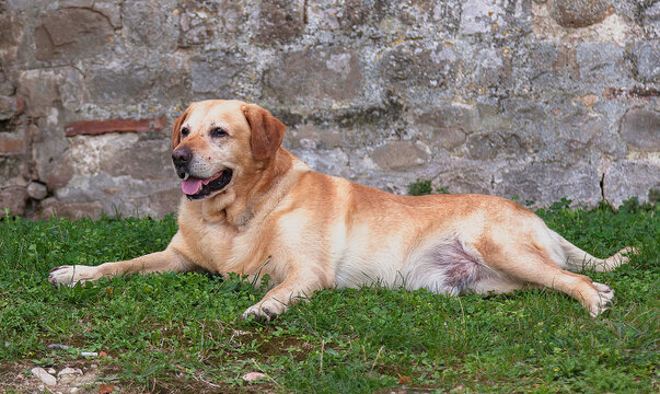 San Benadetto Del Tronto, Italy, September,20,2014 Golden labrador posing for a picture