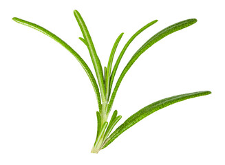 rosemary isolated on white background with clipping path
