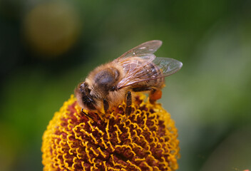 pszczoła na dzielżanie 