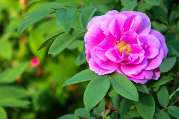 Blooming rosehip flower, beautiful pink flower on a bush branch. Beautiful natural background of blooming greenery.