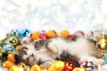 Funny fluffy cat sleeping on a christmas table among tangerines, toys, for branches and...