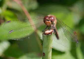 szablak krwisty przodem z bliska