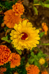Calendula, a flower with yellow petals