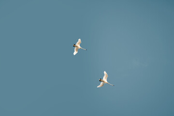 Geese flying in clear summer sky