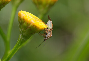 zmienik ziemniaczak na żółtym kwiatku