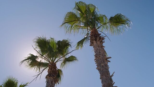 a low angle of palm trees on windy day under sun in blue clear sky