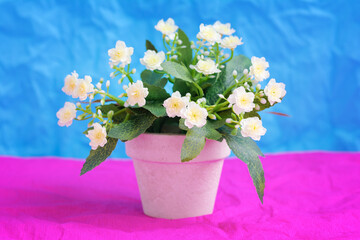 Artificial light yellow Primula (Primrose) flower in a ceramic flowerpot on a blue and pink paper backbround