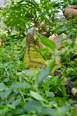 Rear view of a green iguana in the leaves, Butterfly Farm, Stratford-upon-Avon, England, UK