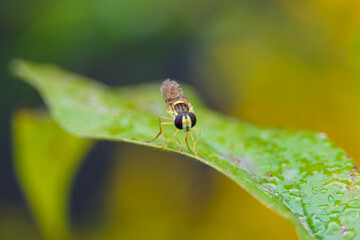 Selective focus shot of a bug on a wet plant