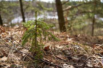 Obraz premium Young pine tree growing in the forest in spring