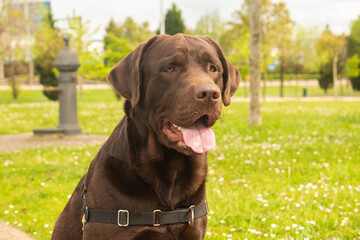 Brown Labrador