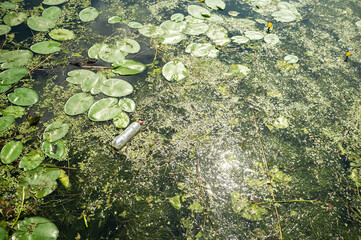 Urban pond with green leaves, mud and discarded plastic bottle. Environmental pollution concept.