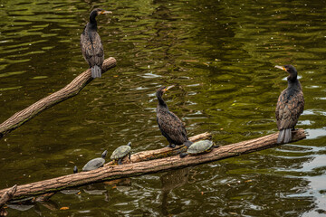 Cormorants and turtles sitting on a branch above a lake