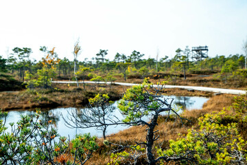 Fototapeta na wymiar Autumn landscape of bogs in the Kemeri National Park