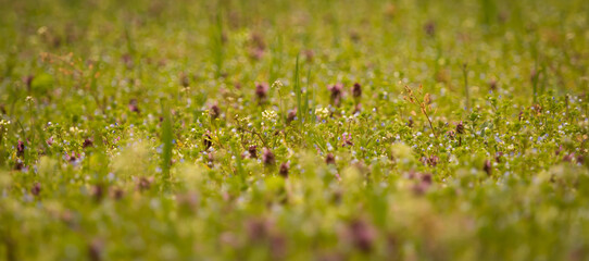 A flower meadow in spring 2021 in Jena