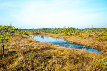 Autumn landscape of bogs in the Kemeri National Park