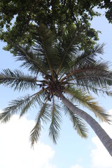 Fototapeta na wymiar Hohe Kokospalmen an tropischem Strand