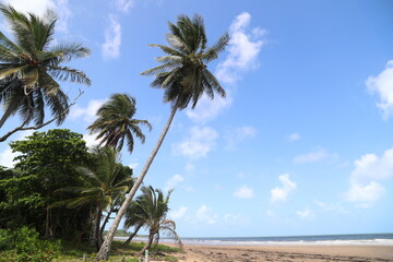 Hohe Kokospalmen an tropischem Strand