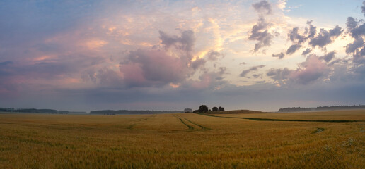 Obraz premium summer morning panorama over rye fields