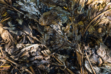Dry, rotten leaves. Old, brown background. 