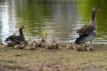 Gänse