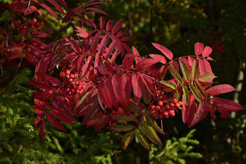 Autumn branches of rowan with ripe red berries
