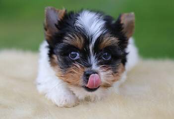Biewer Terrier puppy lies in nature.