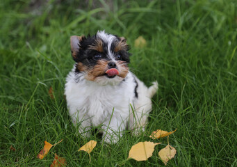 Biewer Terrier puppy on green grass.