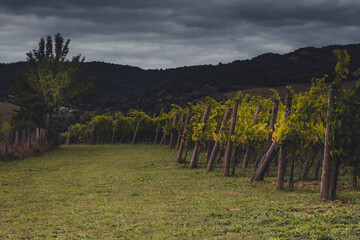 Obraz premium Viñedos de Txakoli en Artomaña, País Vasco. Txakoli vineyards near Artomaña, Basque Country. 