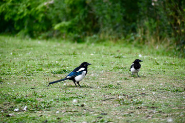 Two magpies on the ground in Coventry, England, UK