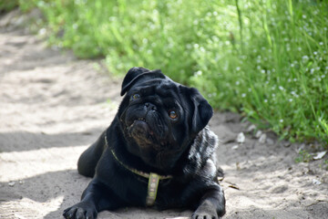 Сute black pug dog lies on the warm ground while walking in the spring forest.