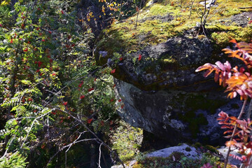 Ripe rowan fruits among the rocks of the Kamenny Gorod tract (Gremyachinsky district, Perm Territory)