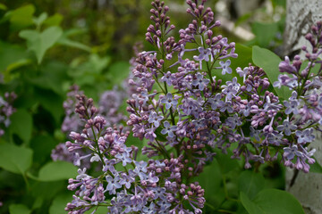 Buds of violet lilac flowers blossomed among the green plants of a spring garden.