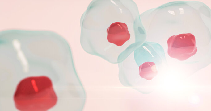Transparent Cell and red nucleus 