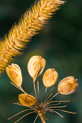 Grass ear and five opened aged isolated seeds similar with a painting in autumn background - warm colours - gold colour - in Borsa Romania